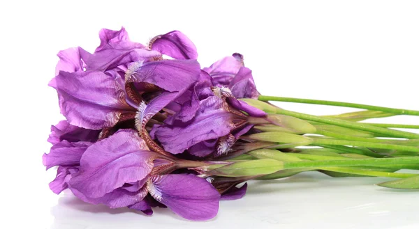 Bunga iris, terisolasi . — Stok Foto