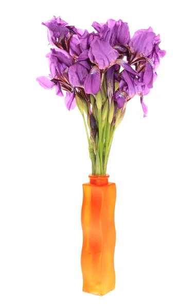 Irises in a váza. — Stock fotografie