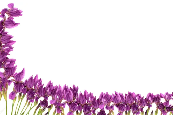 Rahmen aus Blumen. — Stockfoto