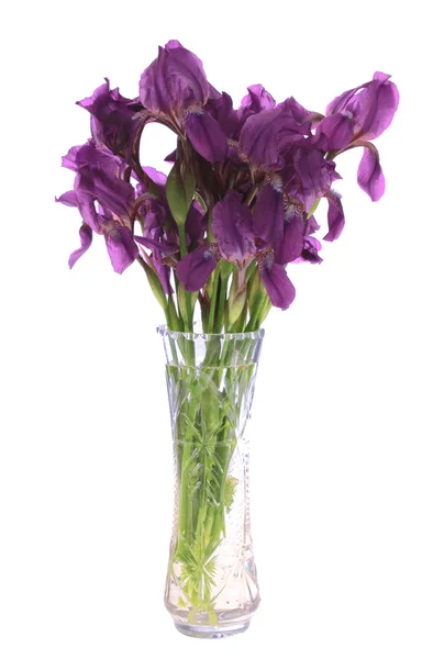 Irises in a vase, isolated. — Stock Photo, Image