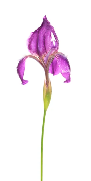 Iris, isolata . — Foto Stock