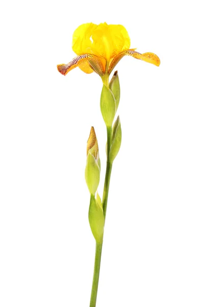 Kwiat żółty iris, na białym tle. — Zdjęcie stockowe