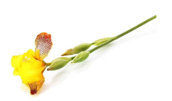 Iris amarillo, aislado . —  Fotos de Stock