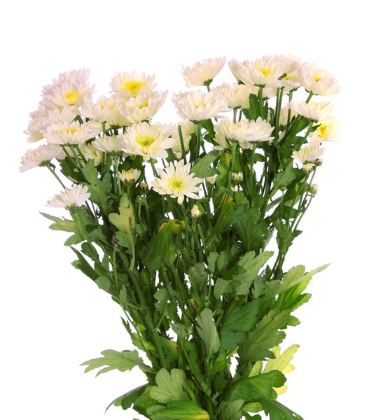 Bouquet de chrysanthèmes, isolé . — Photo