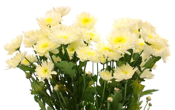 Kytice z bílých chryzantém, izolované. — Stock fotografie