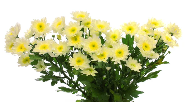 Kytice z bílých chryzantém. — Stock fotografie
