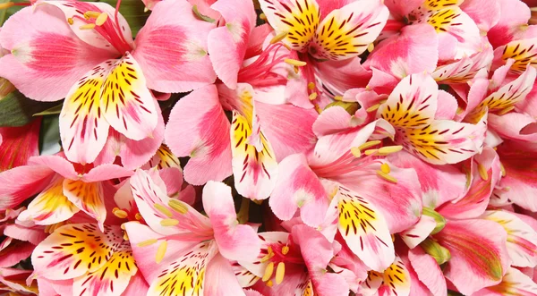 Fondo de flores rosadas . —  Fotos de Stock