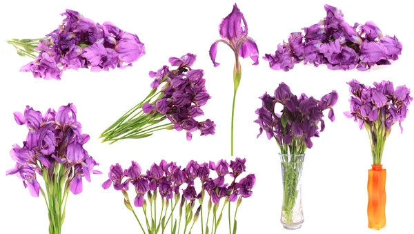 Atur bunga iris, terisolasi . — Stok Foto