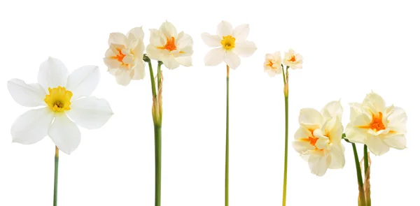 Zestaw kwiatów, na białym tle. — Zdjęcie stockowe