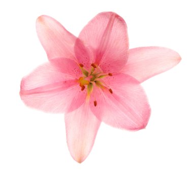 Pink lilies, isolated. clipart