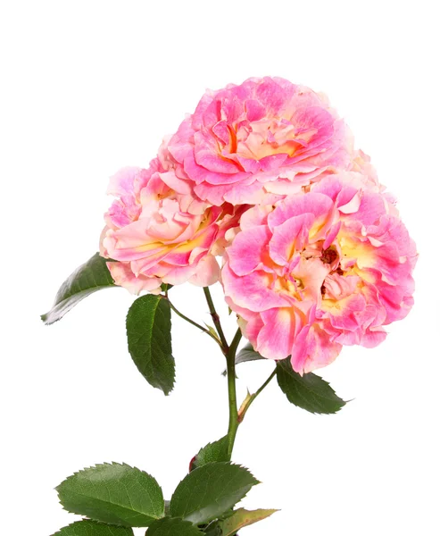 Ροζ τριαντάφυλλα. — Φωτογραφία Αρχείου
