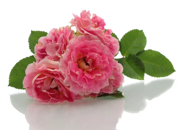 Rosas rosadas . —  Fotos de Stock