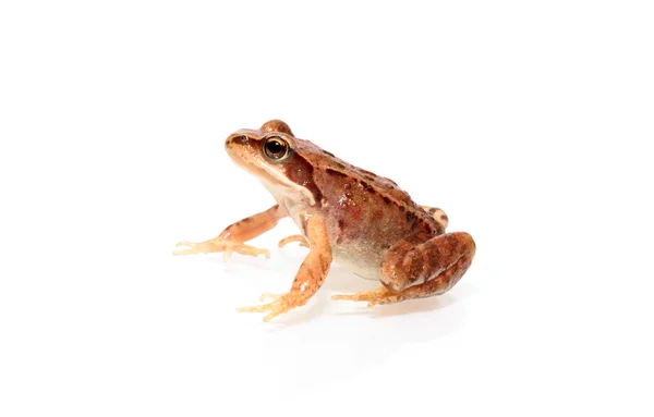 stock image Brown frog.