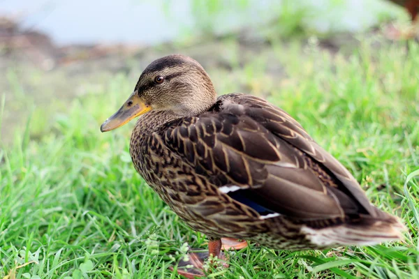 Wild duck. — Stock Photo, Image