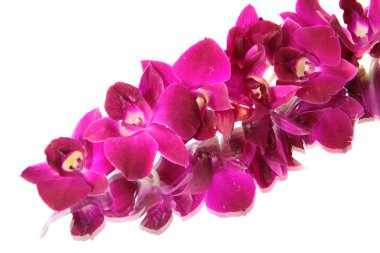 Orchid. clipart