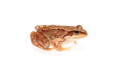 Brown frog clipart