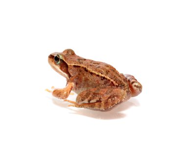 Frog clipart