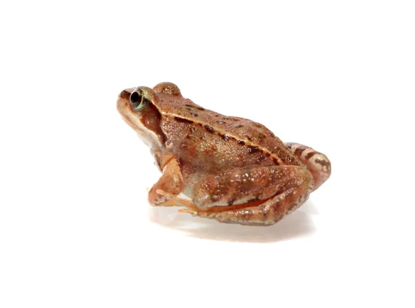 stock image Frog on white.