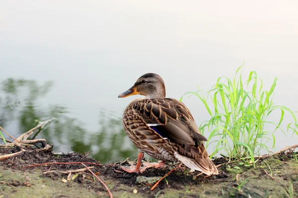 Duck. — Stock Photo, Image
