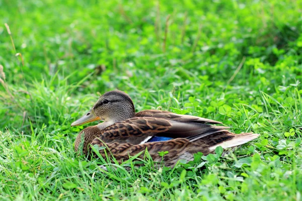 Canard sur l'herbe . — Photo