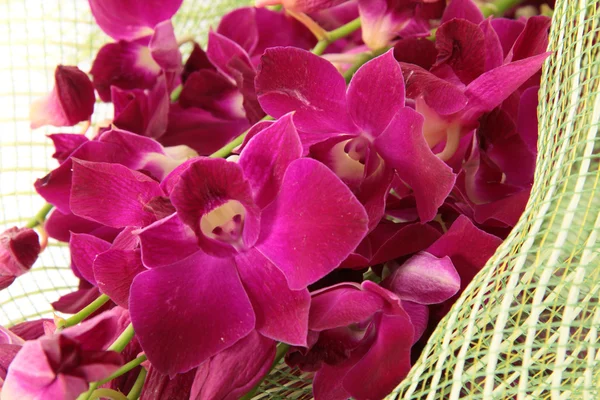 Ramo de orquídeas, aislado . —  Fotos de Stock