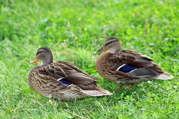 stock image Wild duck.