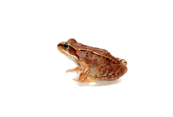 stock image Brown frog, isolated.