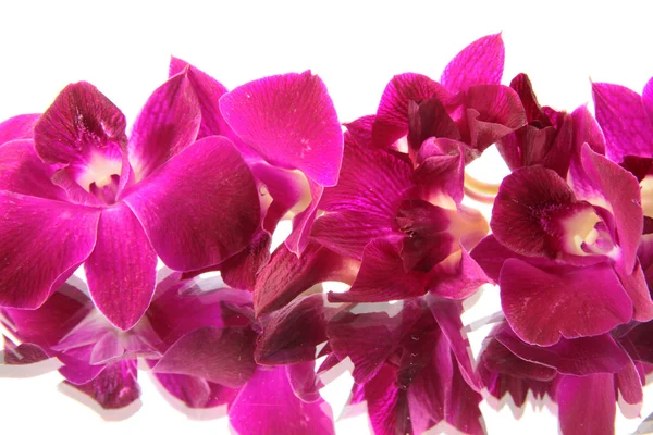 Orquídea. —  Fotos de Stock