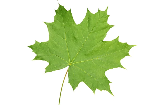 stock image Maple leaf, isolated.