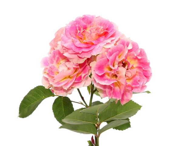Rose rosa, isolate . — Foto Stock