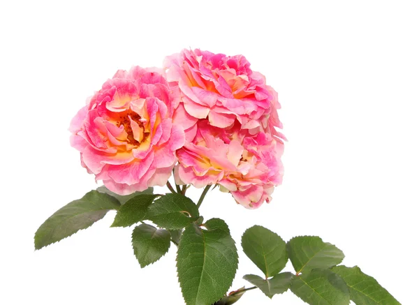 Rózsák, elszigetelt. — Stock Fotó
