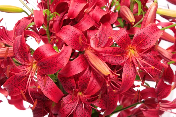 Bouquet red lilies — Stock Photo, Image