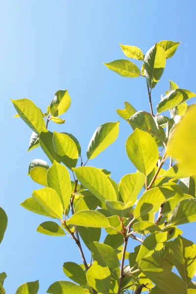 stock image Tree with leaves,sky.