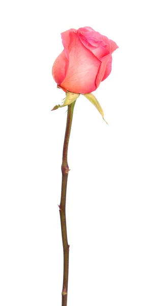 Rose,isolated. — Stock Photo, Image