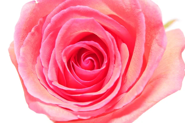 Rosa rosa . — Foto de Stock