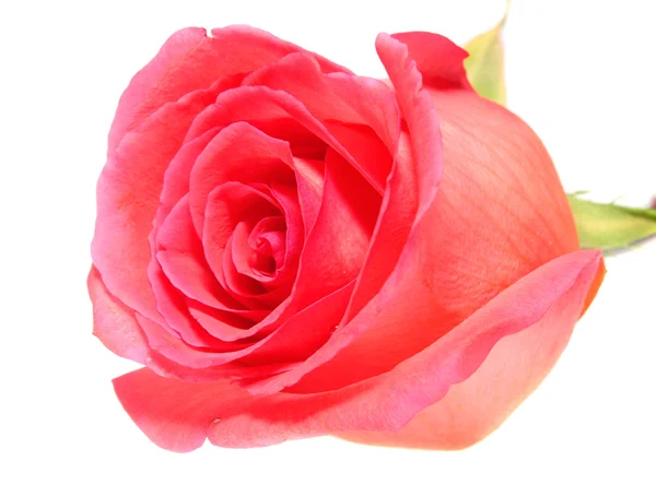 Розовая роза . — стоковое фото