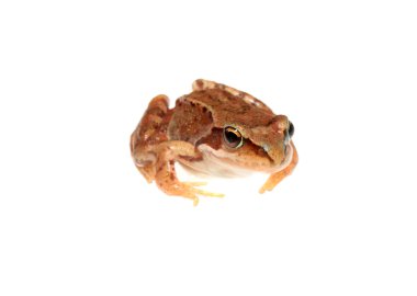 Frog , isolated. clipart