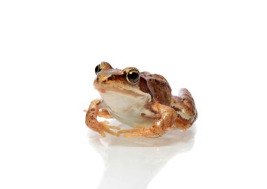 Frog , isolated. clipart