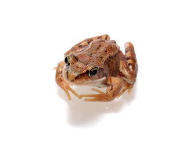 Frog, isolated. clipart