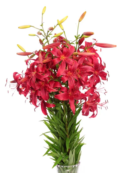 Red lilies, isolated. — Stock Photo, Image