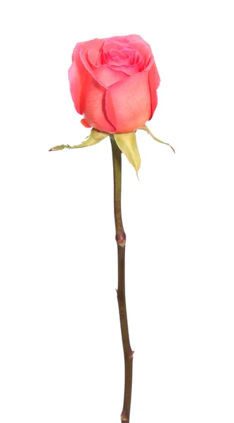 Pink rose,isolated. — Stock Photo, Image