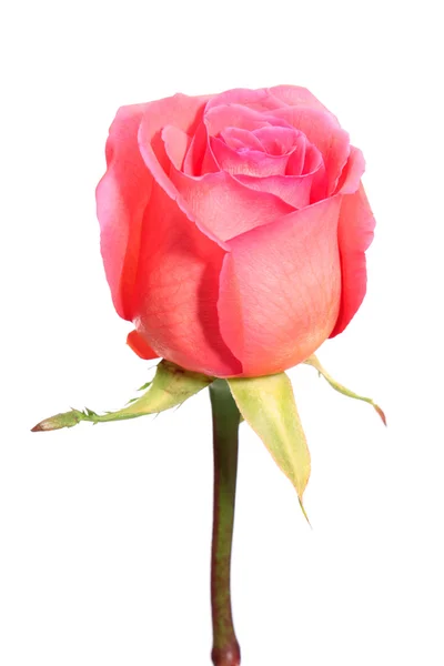 Pink rose, isolated. — Stock Photo, Image