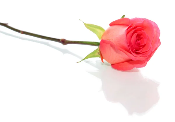 Розовая роза, изолированная . — стоковое фото