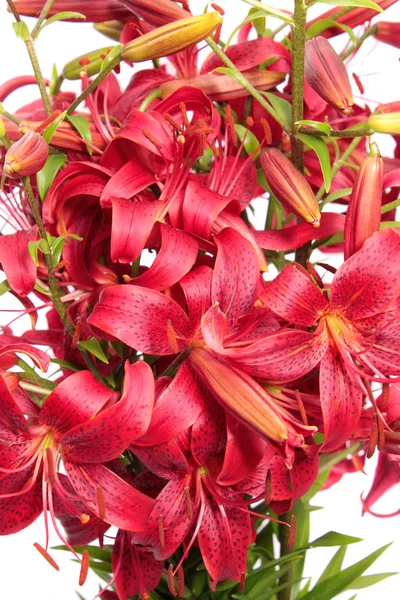 Lilie czerwone, na białym tle. — Zdjęcie stockowe