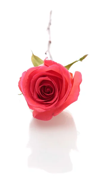 Рожеві троянди . — стокове фото