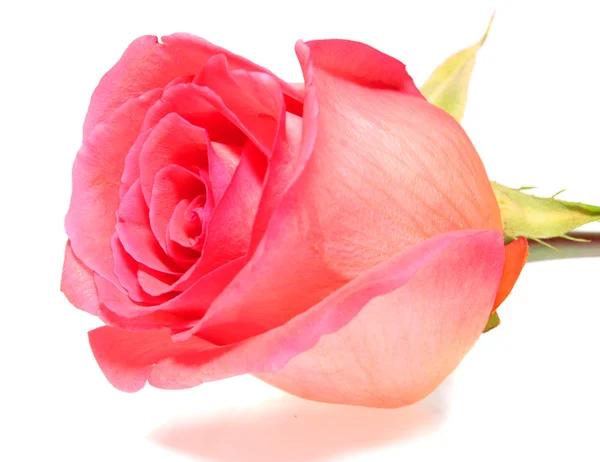Rosa rosa, aislada . —  Fotos de Stock
