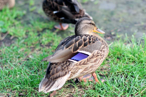Wild duck. — Stock Photo, Image