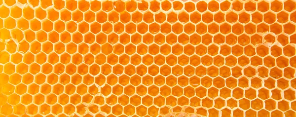 Мед в сотах . — стоковое фото