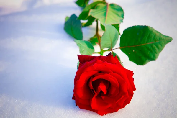 Red rose in ice — Stock Photo, Image