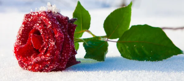 Rosa roja en el hielo — Foto de Stock